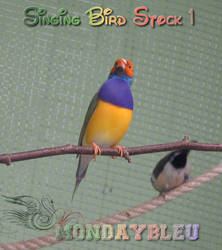 bird.stock1.jpg