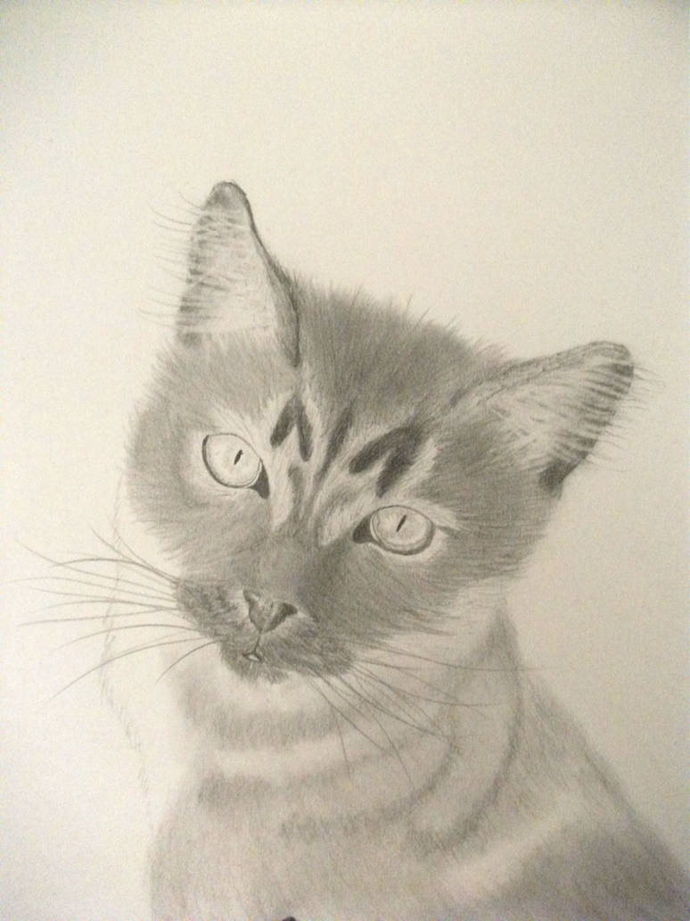 Cat Graphite Cat - graphite by Flightofthewind on DeviantArt