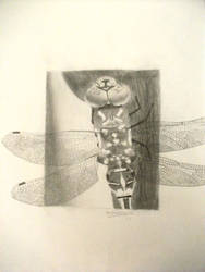 Dragonfly - graphite