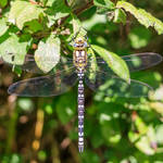 A dragonfly resting