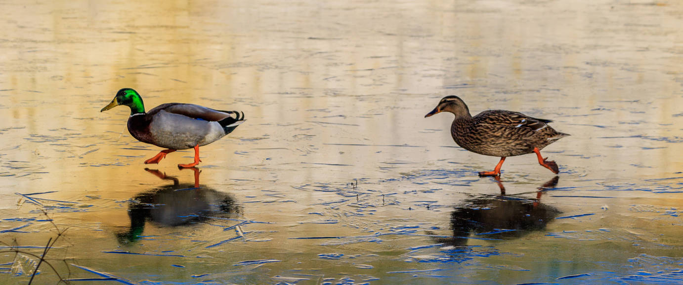 Mallards on ice!