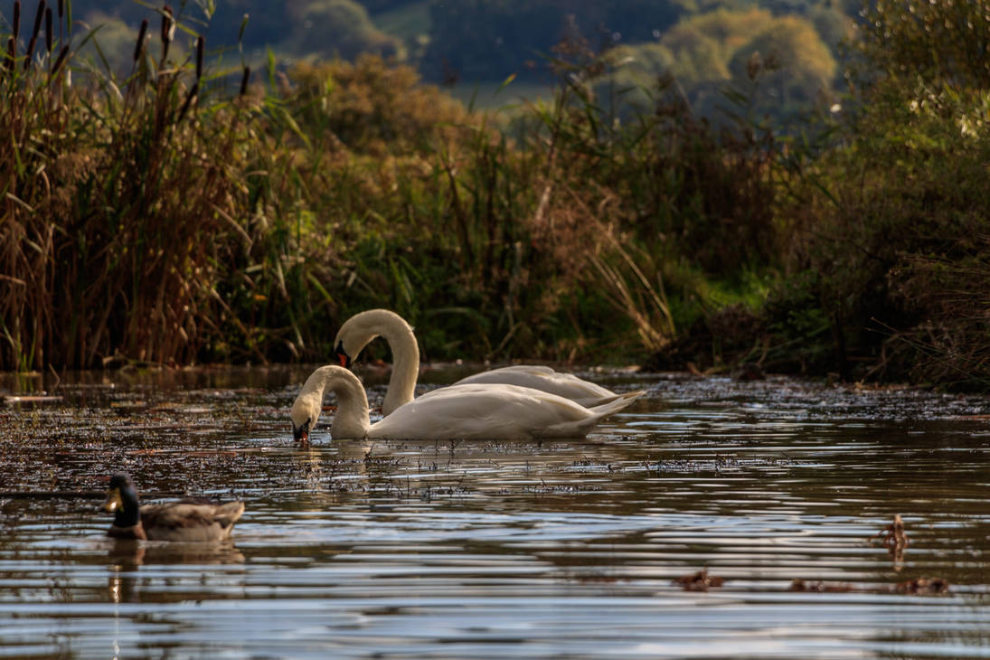 Swan lake