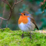 Robin on moss