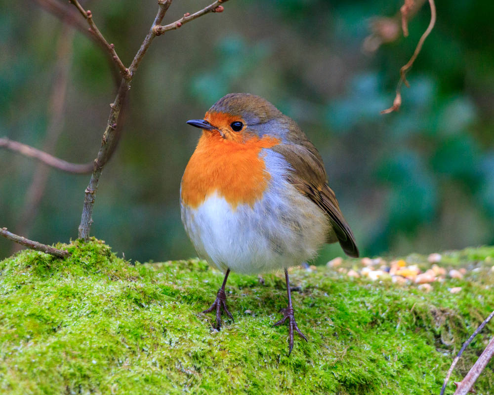 Robin on moss