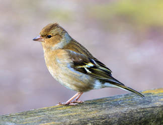 Contemplating Chaffinch