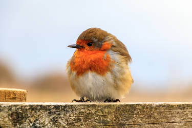 Fluffy Robin