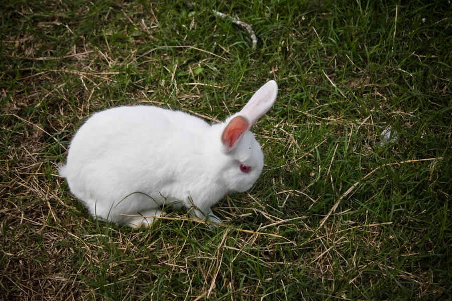 sad rabbit by lifeinedit on DeviantArt