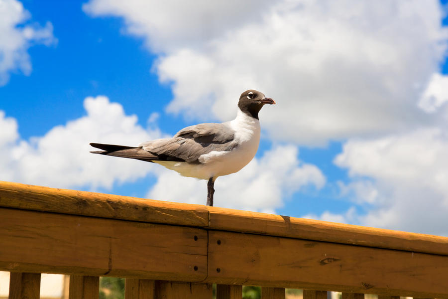 The Sea Gull