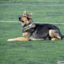 German shepherd