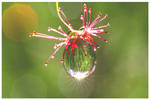 Sun Dew 2 by TomMontgomery