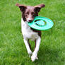 Frisbee Time