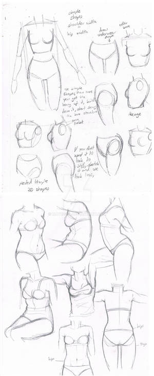 female body torsos