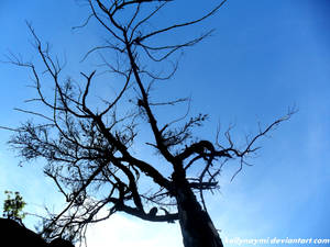 Branches of tree