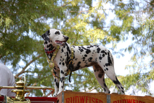 Firehouse Dalmation