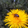 Bee on Flower