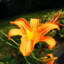 A Day Lily