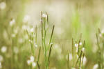 Field of Wishes by IndigoSummerr