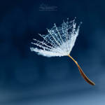 Simply by IndigoSummerr Simply by IndigoSummerr