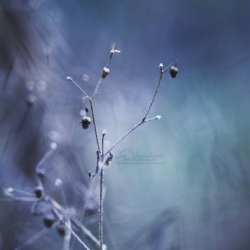 1/52 - I'm feelin' blue by IndigoSummerr 1/52 - I'm feelin' blue by IndigoSummerr