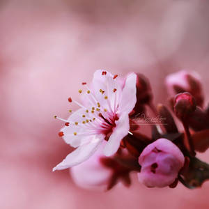 14/52 - Cherry Blossoms