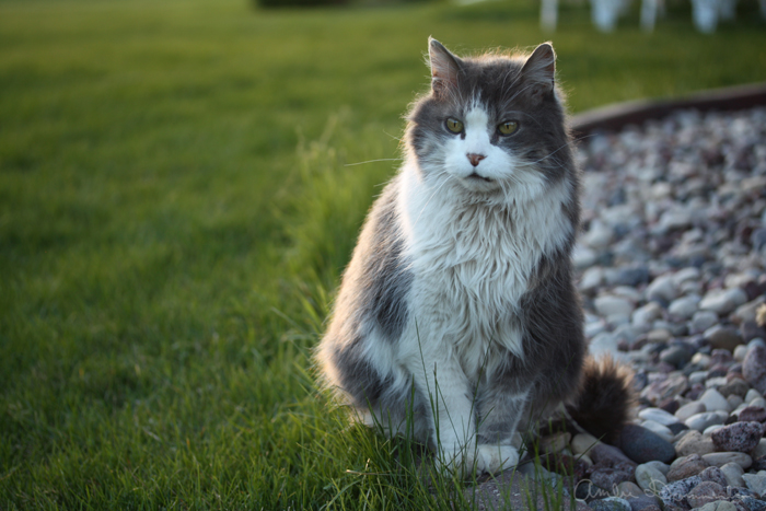 Leo at dusk