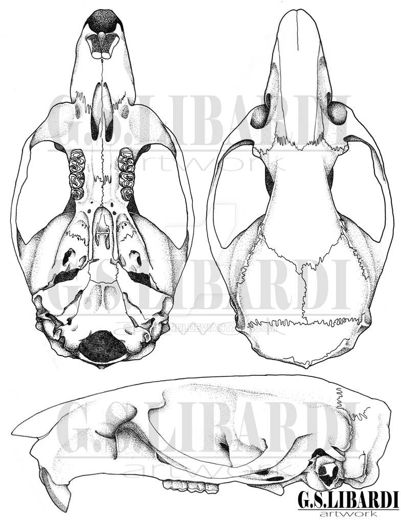 Skull of Euryoryzomys russatus by gslibardi on DeviantArt