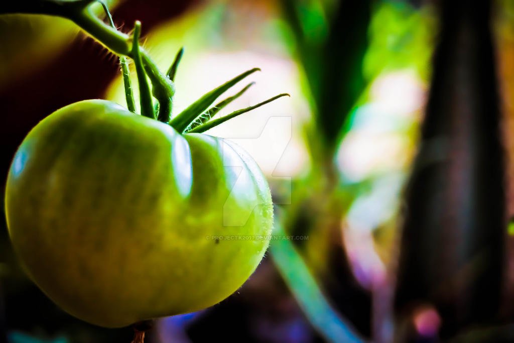 First Tomato by ProjectK2017 on DeviantArt