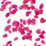 Rose Petals II