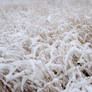 winter grass