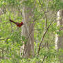 Cardinal