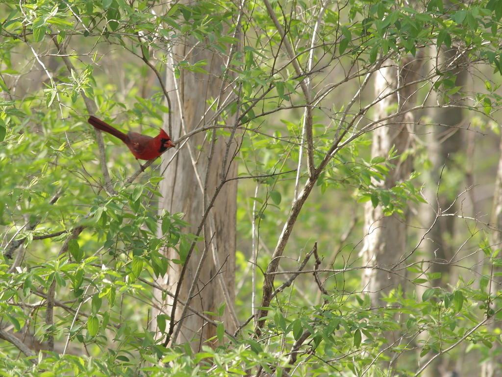 Cardinal