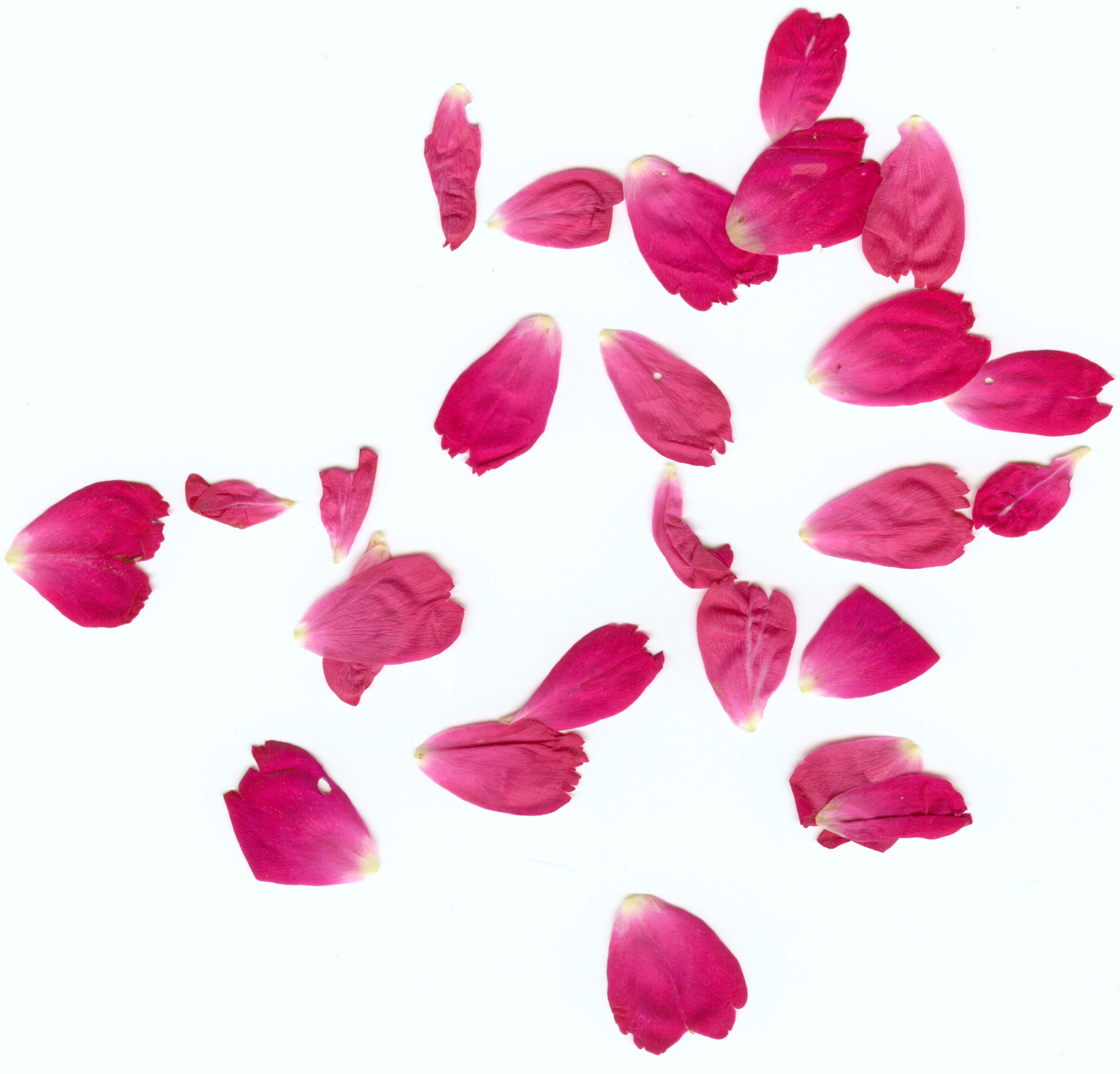 Rose Petals