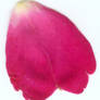 Rose Petal