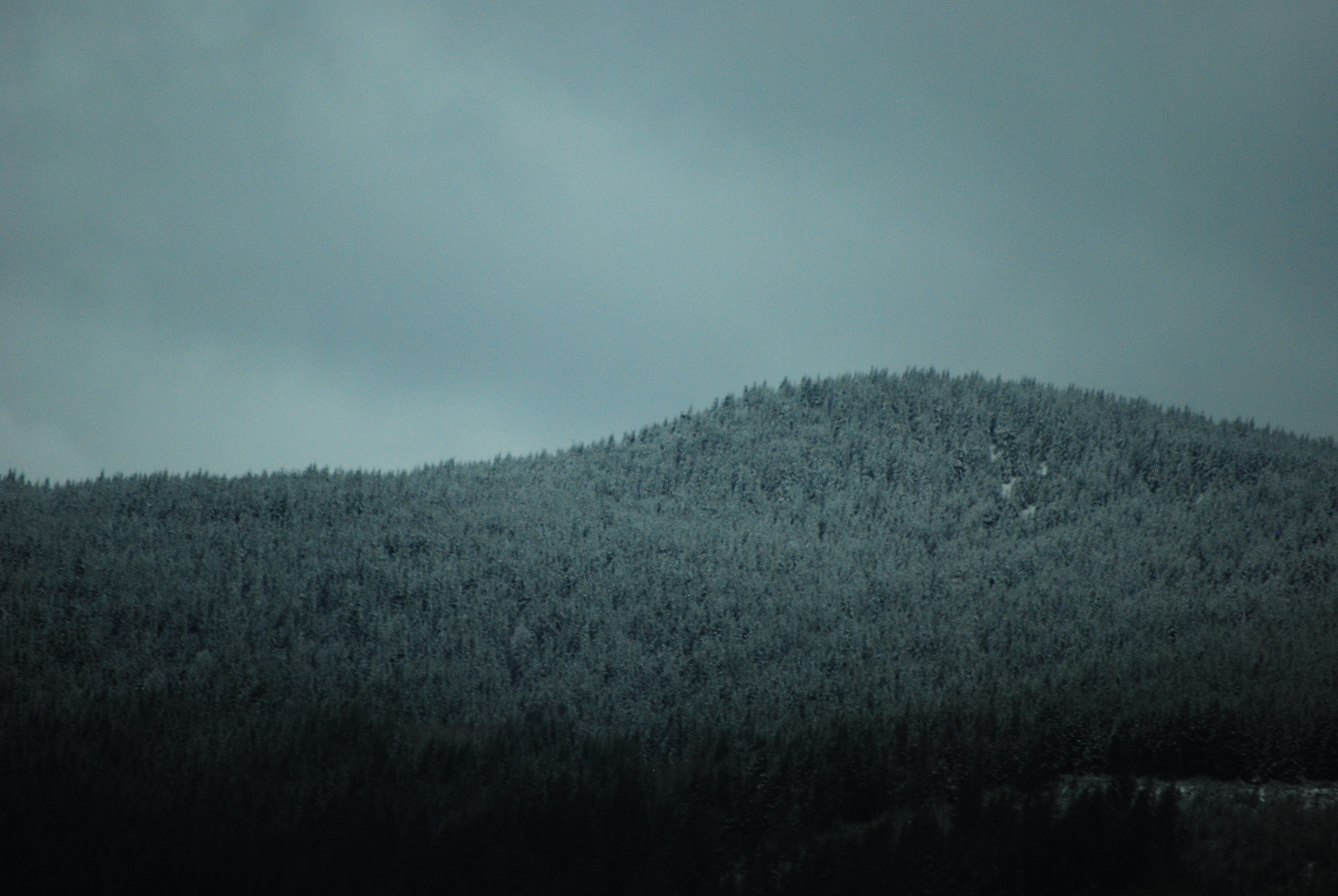 Snowy Trees