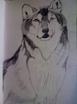 Male Wolf