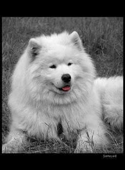 Samoyed 1