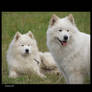 Samoyed 2