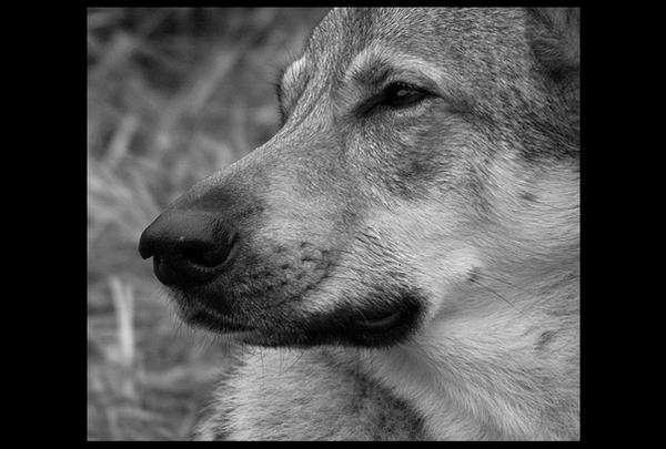 Czechoslovakian wolfdog 1