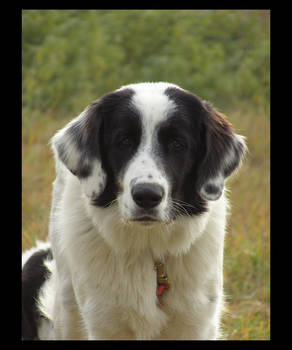 Czech mountain dog 2
