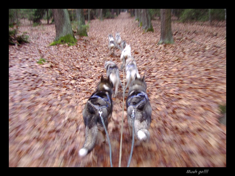 Mushing - speed