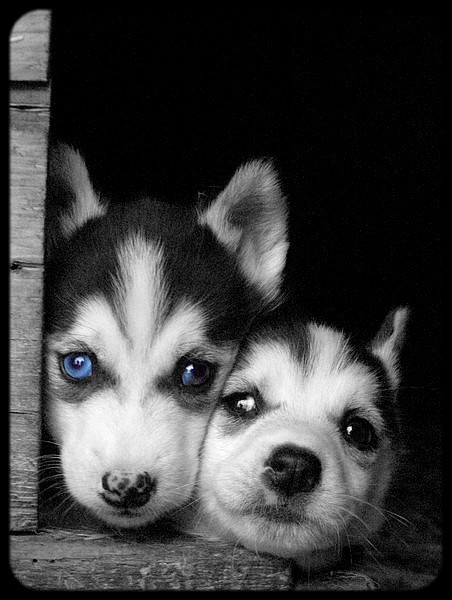 Siberian husky pupies 315