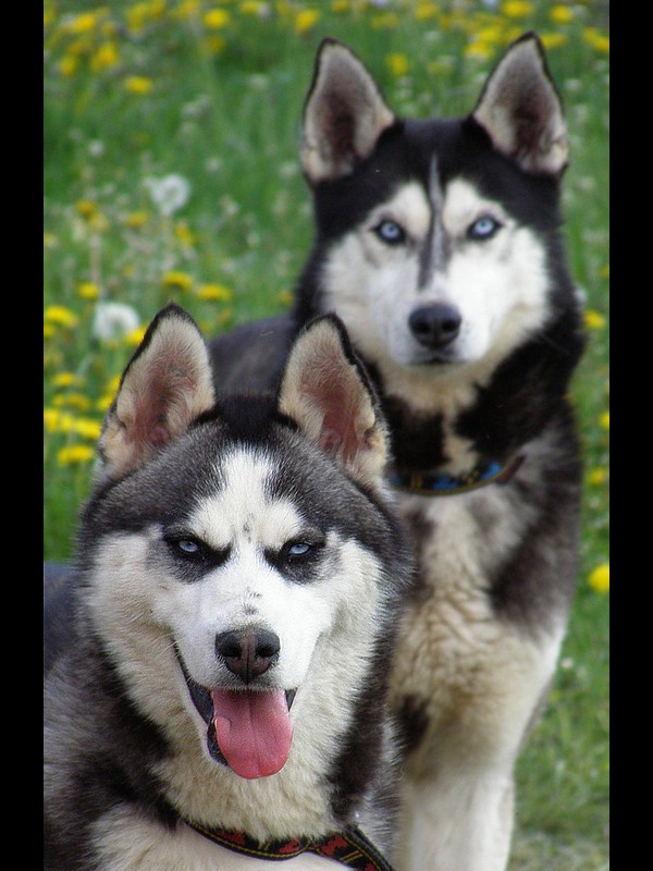 Siberian husky xxxxxxx