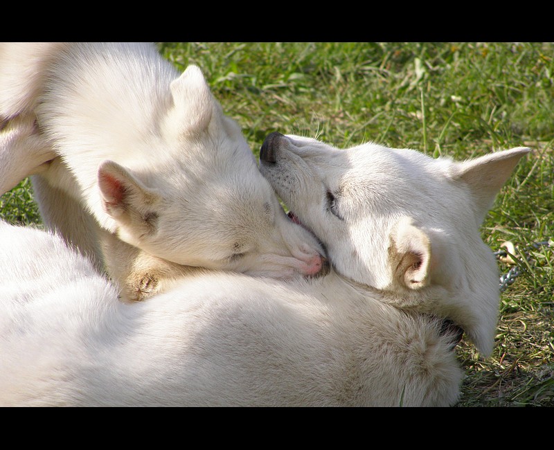 Siberian husky puppies xxpo