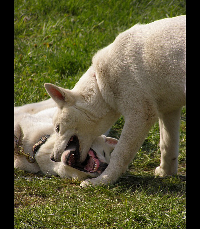 Siberian husky puppies xrexxx