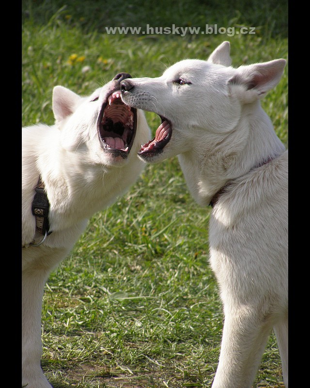 Siberian husky puppies xxdx