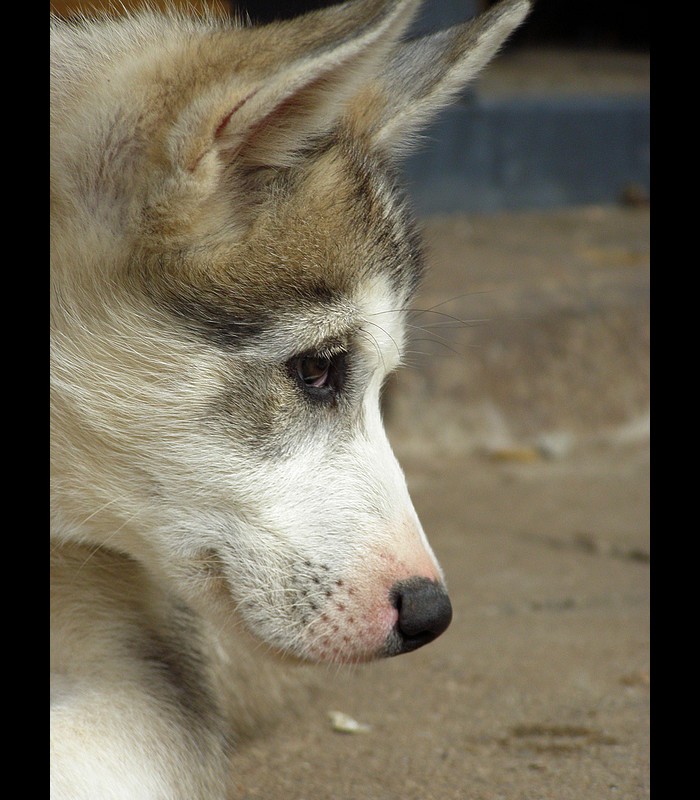 Siberian husky puppy xxxjxx