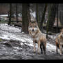 Gray wolves I.