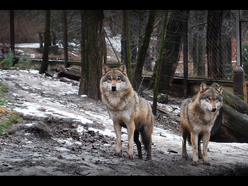 Gray wolves I.