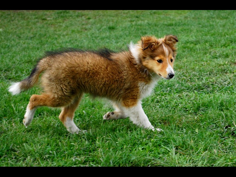 Sheltie pup