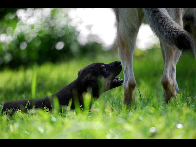 Alaskan husky puppies - tail